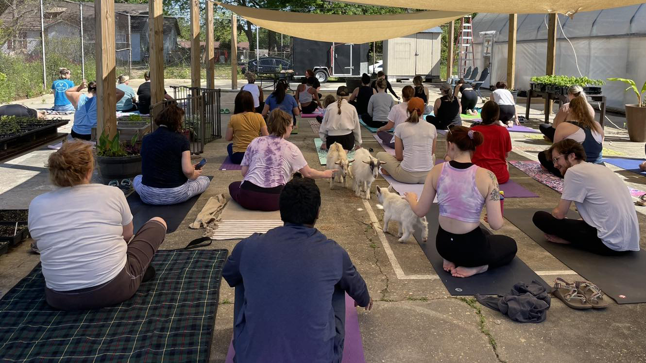 Goat yoga at O Grows