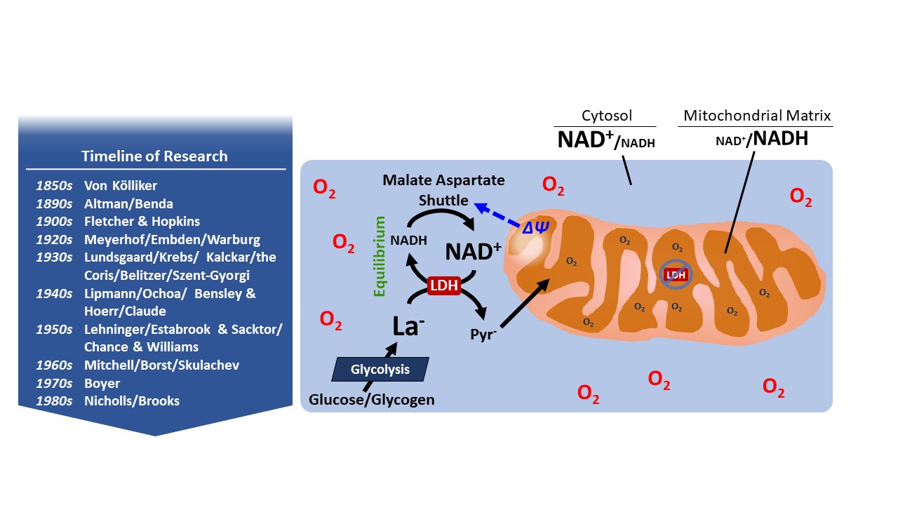 An infographic showing Mitochondrial lactate metabolism: history and implications for exercise and disease.